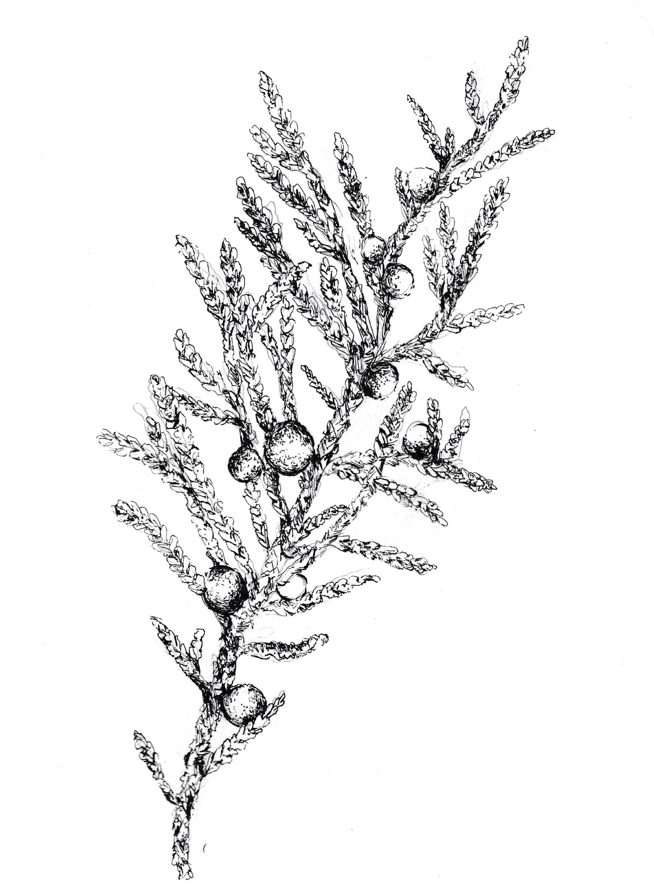 Juniper berries used in gin and genever productio