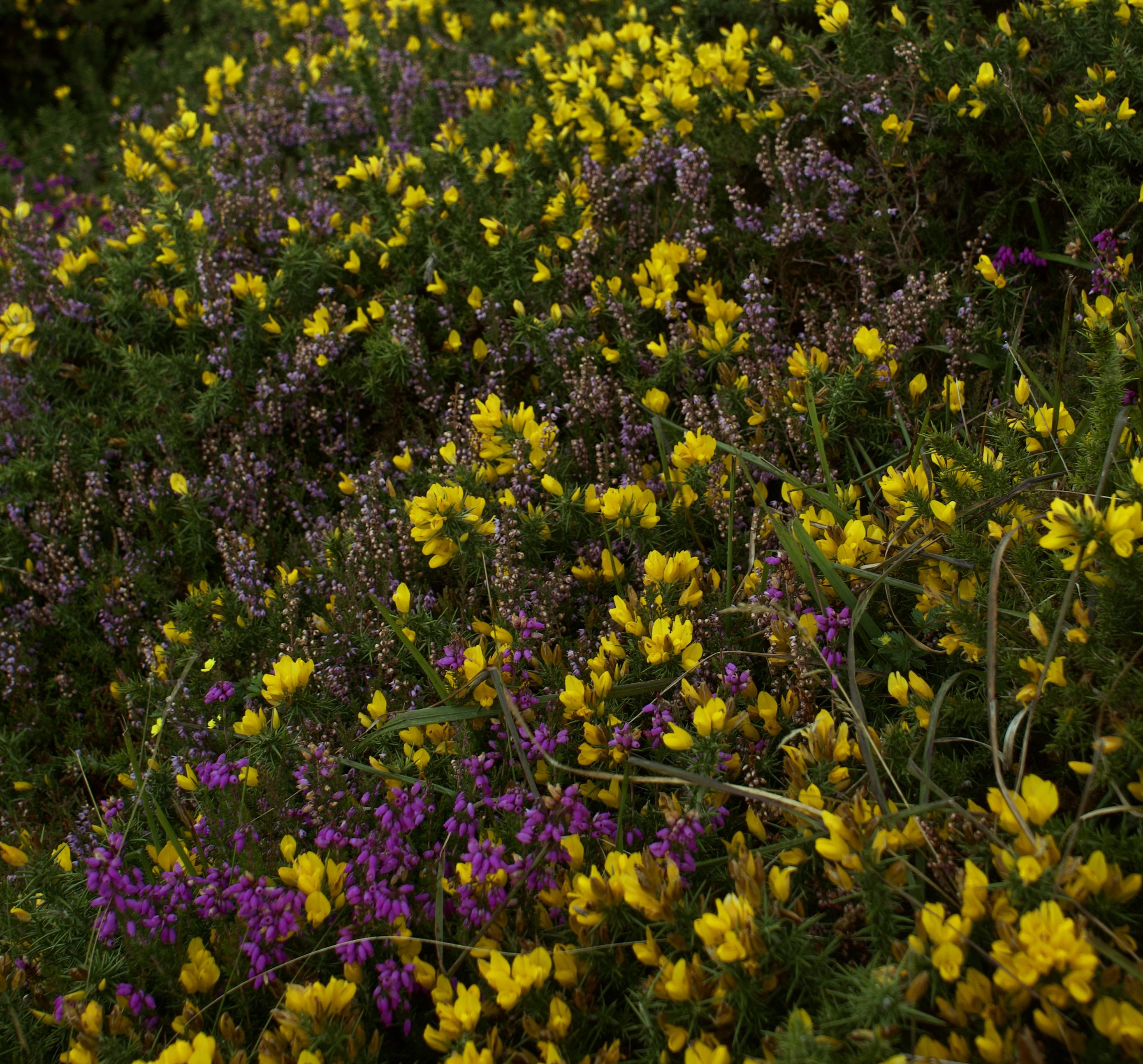 Local botanicals for craft gin production